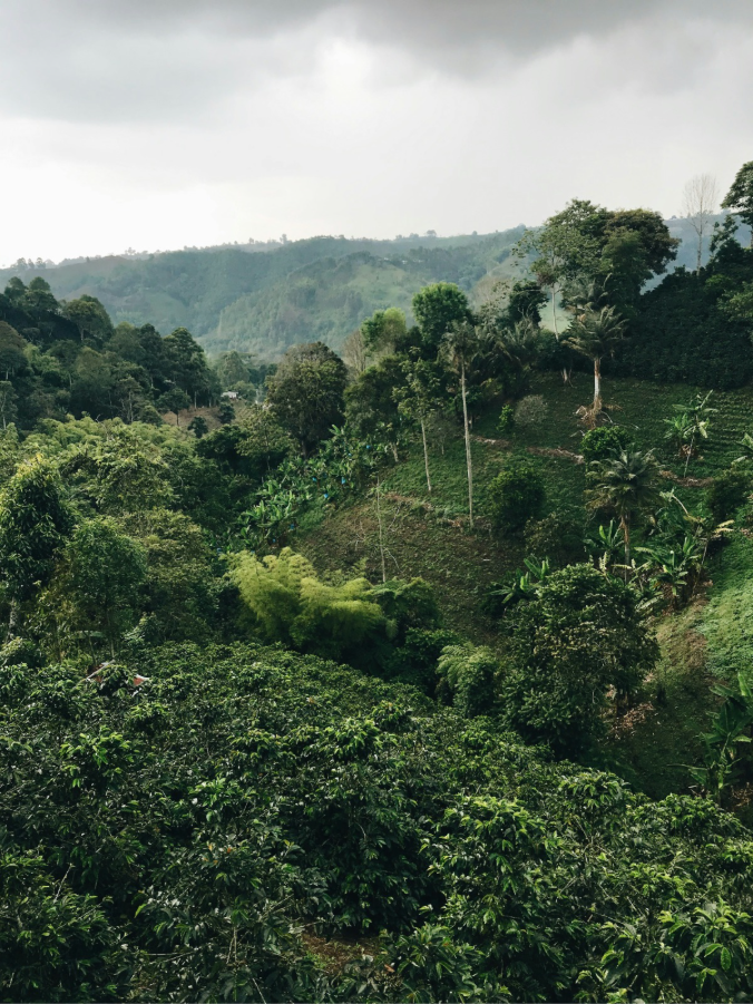 Image of a coffee farm for the Coffeelink What Is An Ethical Coffee blog